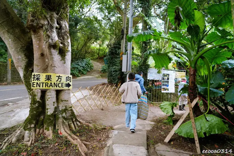 新竹採橘子「東山農園」，砂糖橘、桶柑、茂谷柑應有盡有，現採現