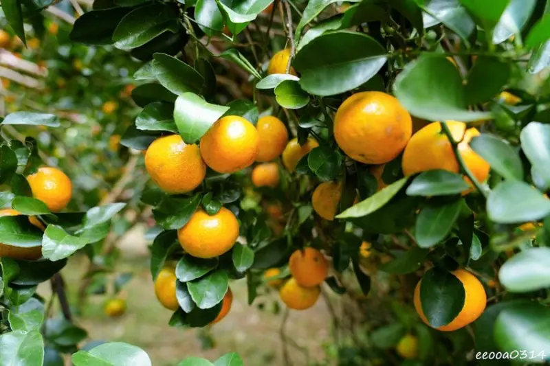 新竹採橘子「東山農園」，砂糖橘、桶柑、茂谷柑應有盡有，現採現