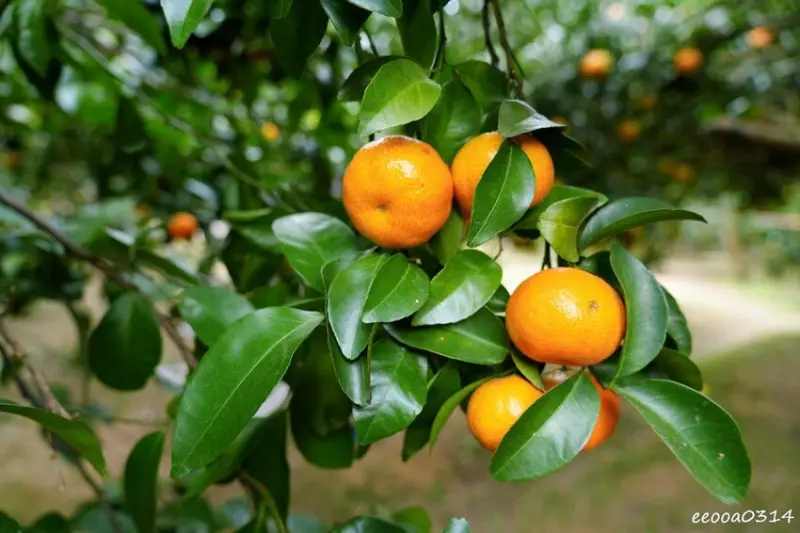 新竹採橘子「東山農園」，砂糖橘、桶柑、茂谷柑應有盡有，現採現