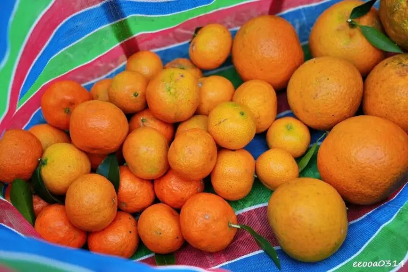 新竹採橘子「東山農園」，砂糖橘、桶柑、茂谷柑應有盡有，現採現