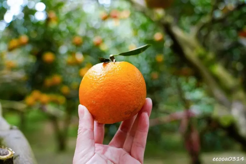 新竹採橘子「東山農園」，砂糖橘、桶柑、茂谷柑應有盡有，現採現