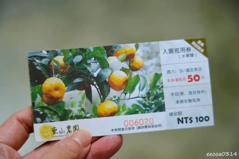 新竹採橘子「東山農園」，砂糖橘、桶柑、茂谷柑應有盡有，現採現