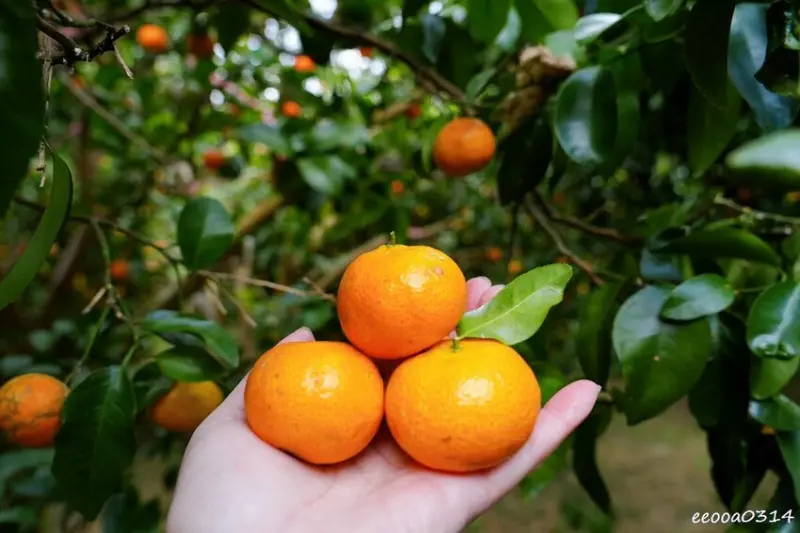 新竹採橘子「東山農園」，砂糖橘、桶柑、茂谷柑應有盡有，現採現