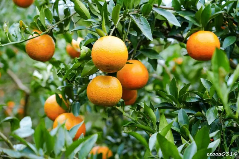 新竹採橘子「東山農園」，砂糖橘、桶柑、茂谷柑應有盡有，現採現