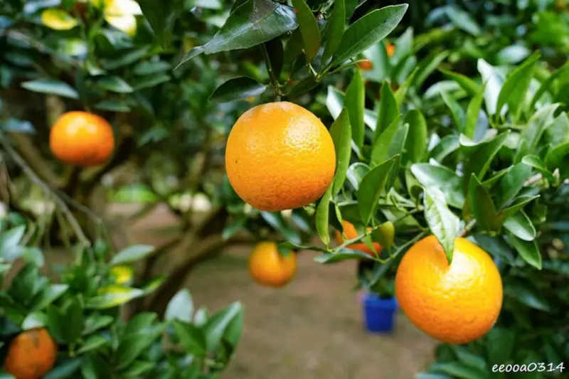 新竹採橘子「東山農園」，砂糖橘、桶柑、茂谷柑應有盡有，現採現