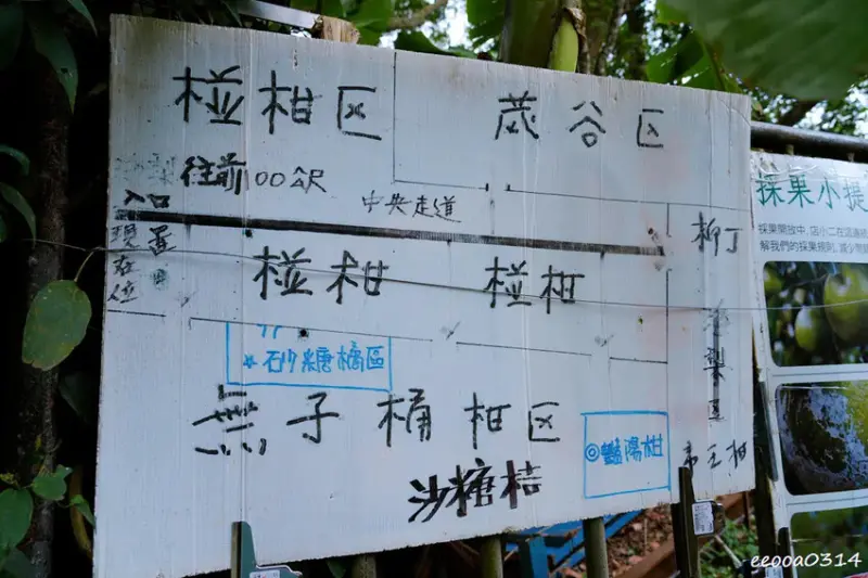 新竹採橘子「東山農園」，砂糖橘、桶柑、茂谷柑應有盡有，現採現