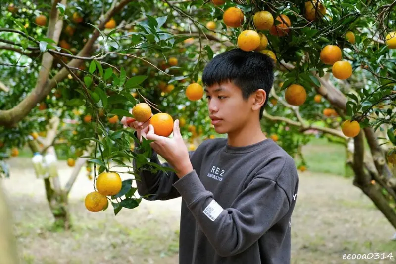 新竹採橘子「東山農園」，砂糖橘、桶柑、茂谷柑應有盡有，現採現