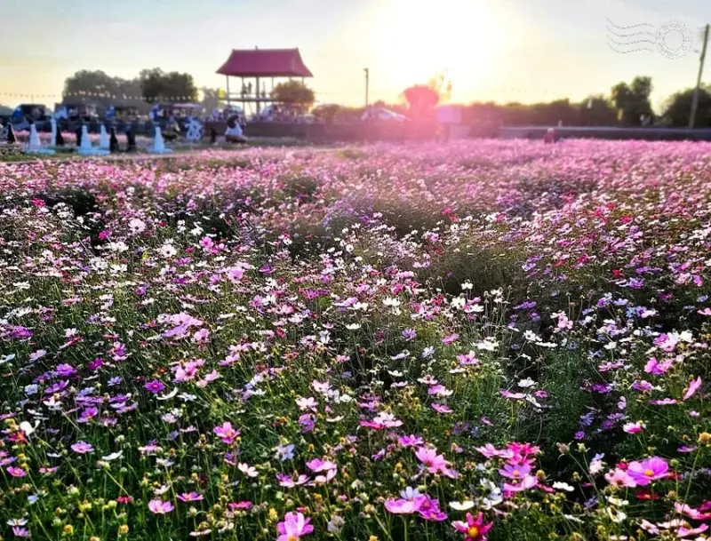 彰化田中【望高瞭花海季】