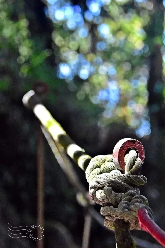 檜山巨木群步道