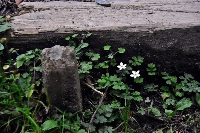 檜山巨木群步道