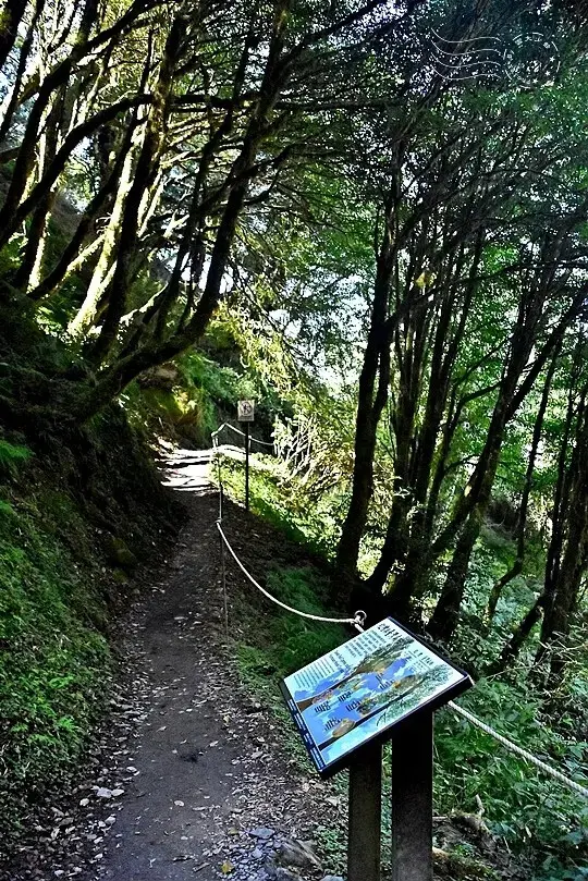 檜山巨木群步道