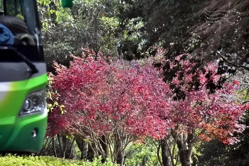 觀霧山椒魚生態中心