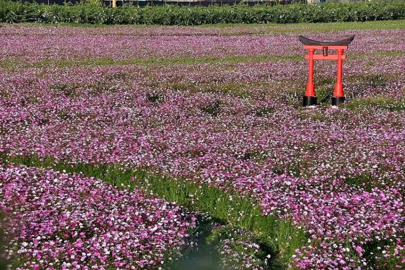 彰化田中【望高瞭花海季】