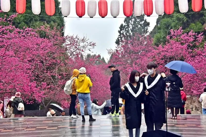 九族文化村:百重櫻