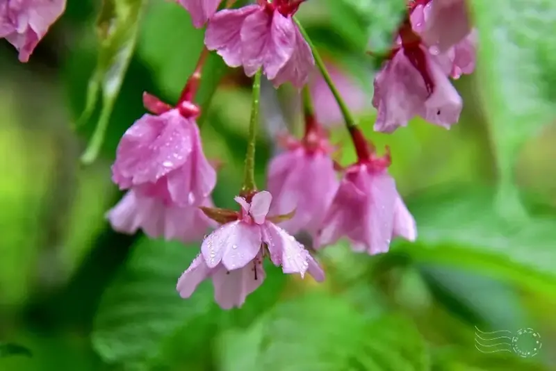 九族文化村:枝垂櫻