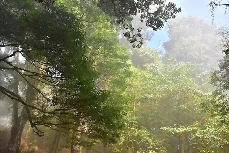 檜山巨木群步道登山口