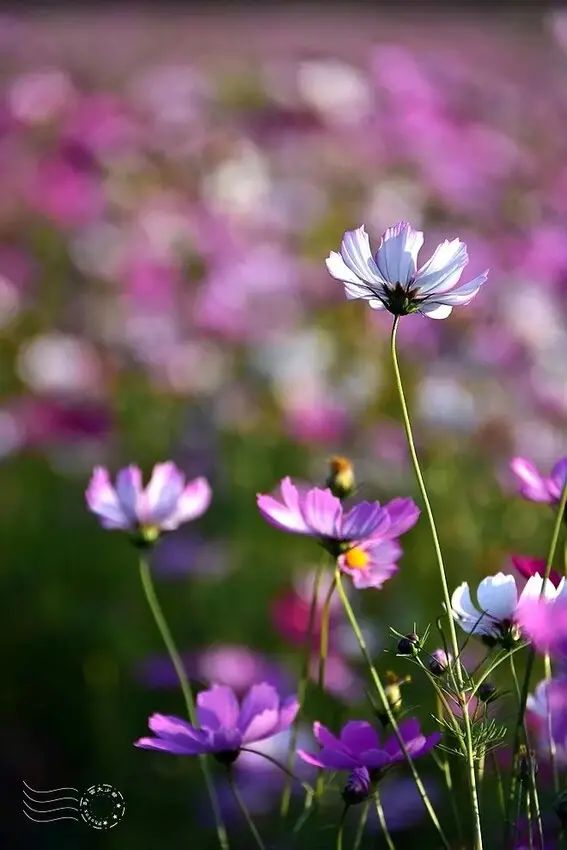 彰化田中【望高瞭花海季】