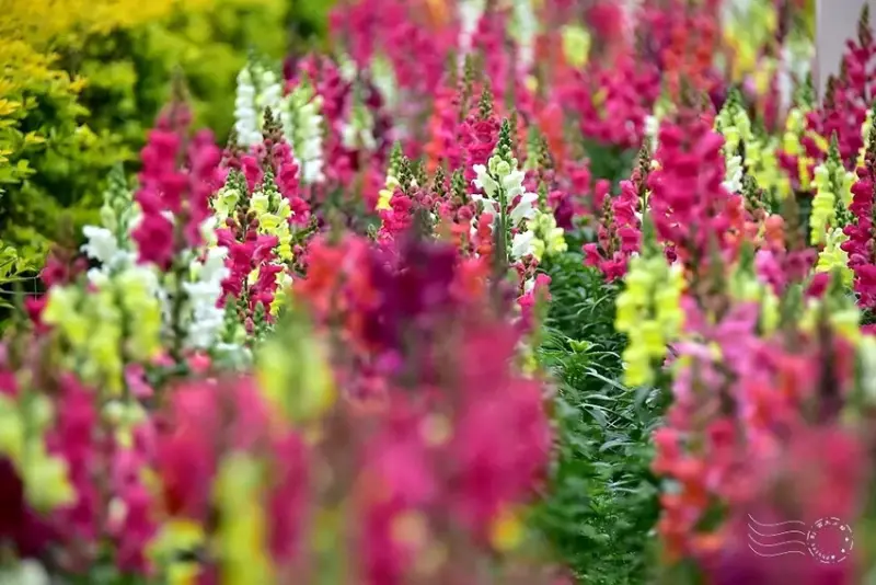 九族文化村:水沙連歐式宮廷花園