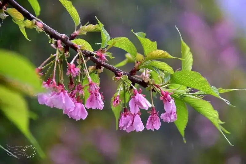 九族文化村:枝垂櫻