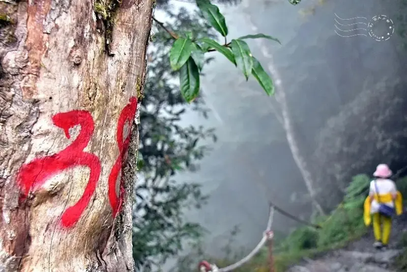 檜山巨木群步道