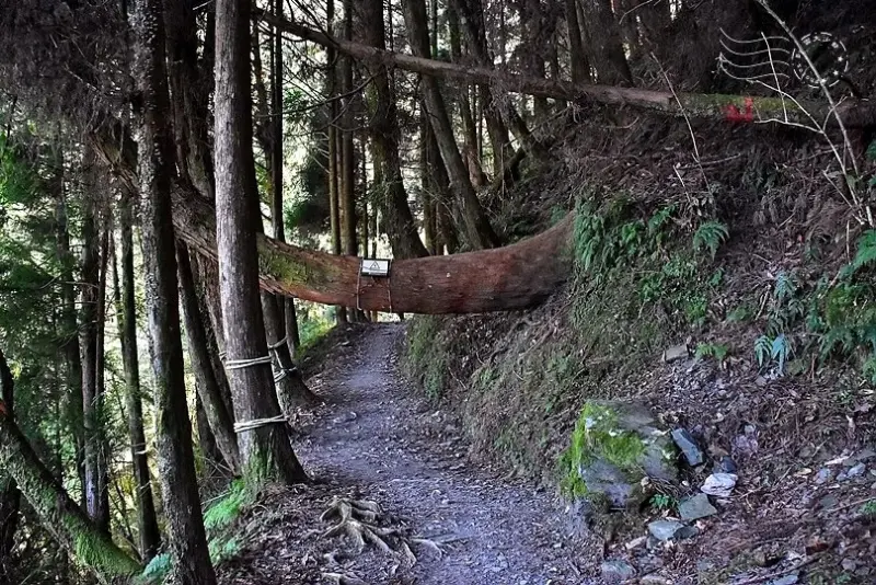 檜山巨木群步道