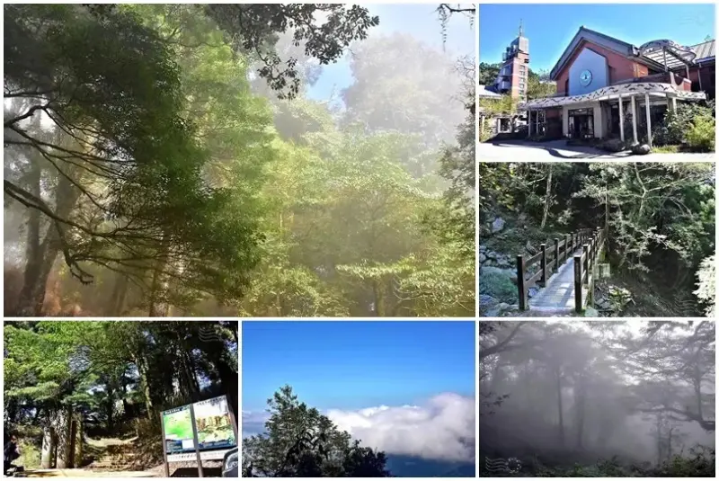 雪霸觀霧【檜山巨木群步道】