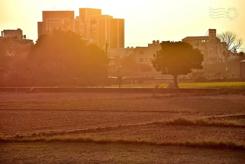 彰化田中望高瞭稻田夕景
