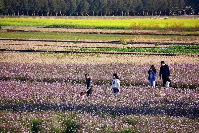 彰化田中【望高瞭花海季】