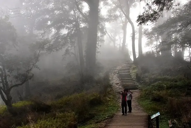 檜山巨木群步道