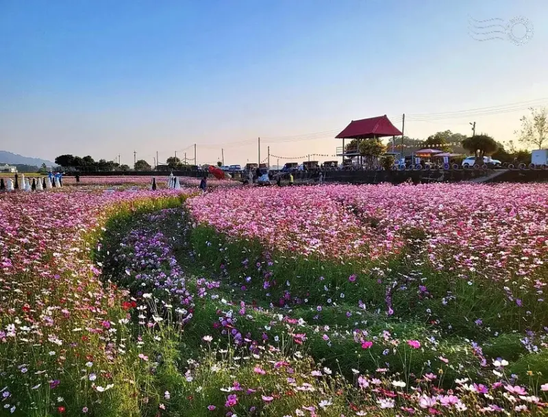 彰化田中【望高瞭花海季】
