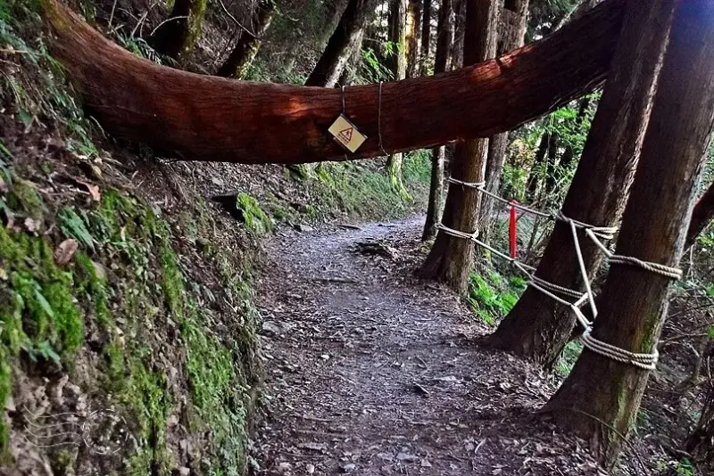 檜山巨木群步道