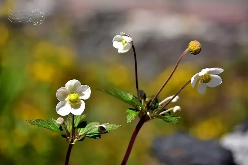 觀霧山椒魚生態中心小白花