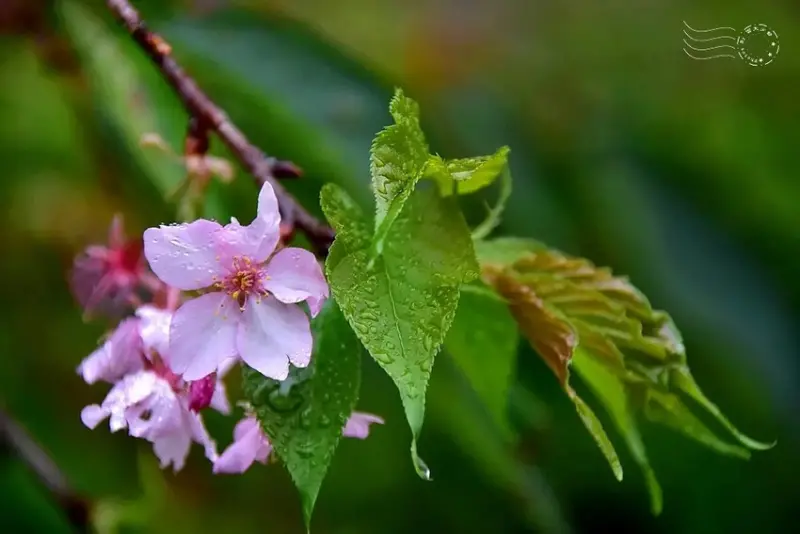 九族文化村:枝垂櫻