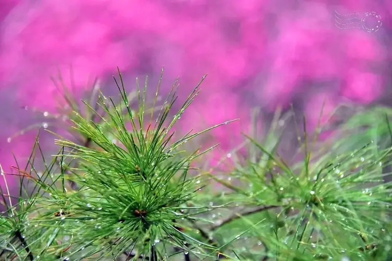 九族文化村:櫻花