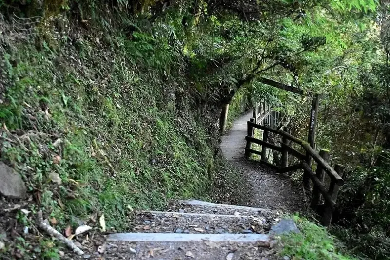 檜山巨木群步道
