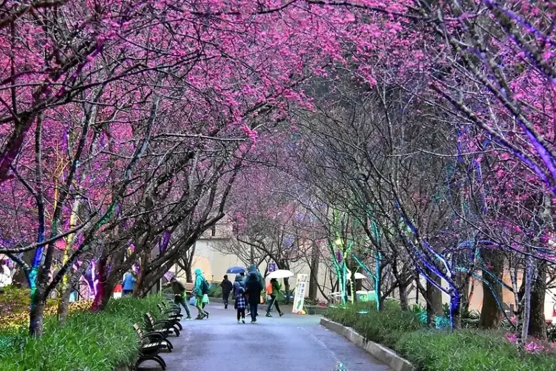 九族文化村:櫻花