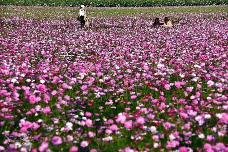 彰化田中【望高瞭花海季】