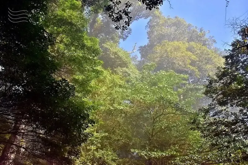 檜山巨木群步道登山口