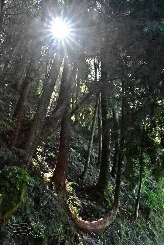 檜山巨木群步道
