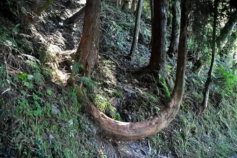 檜山巨木群步道