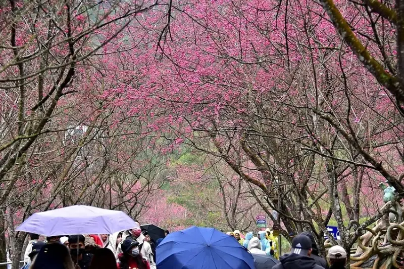 九族文化村:八重櫻