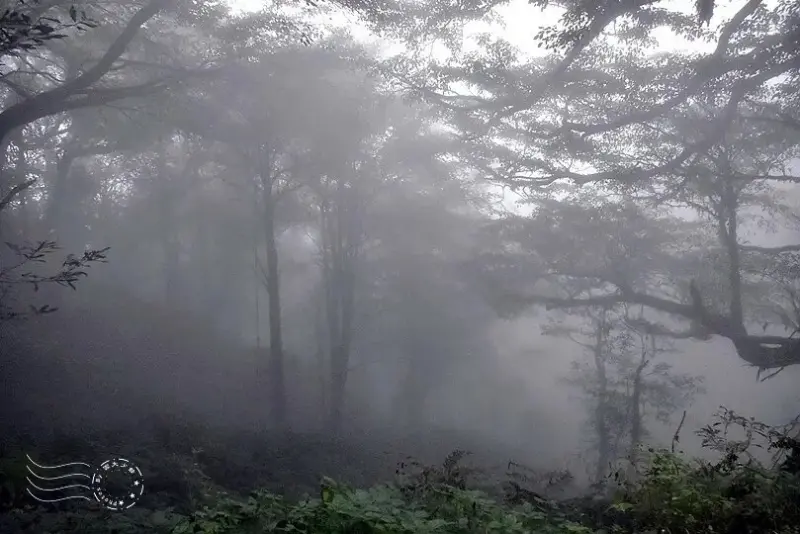 檜山巨木群步道