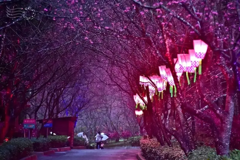 九族文化村:夜櫻