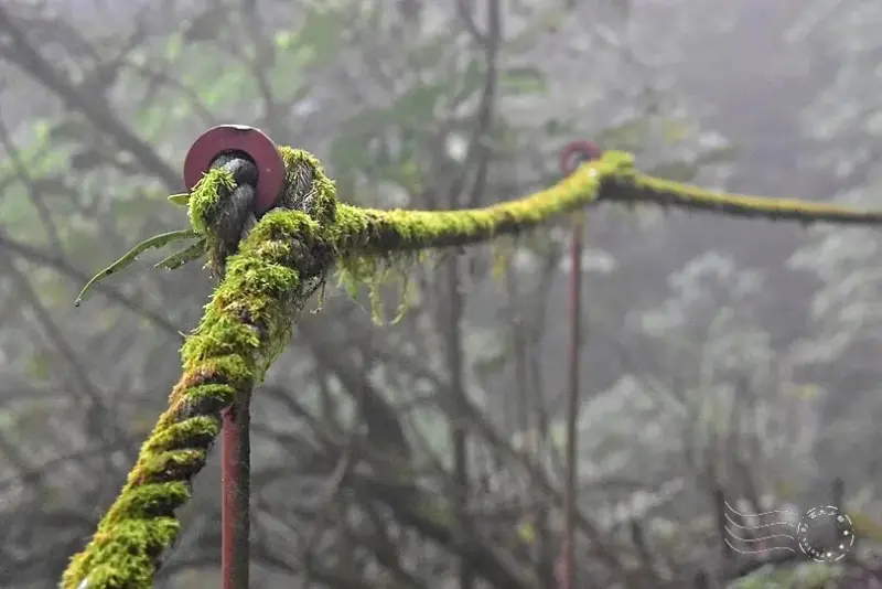 檜山巨木群步道