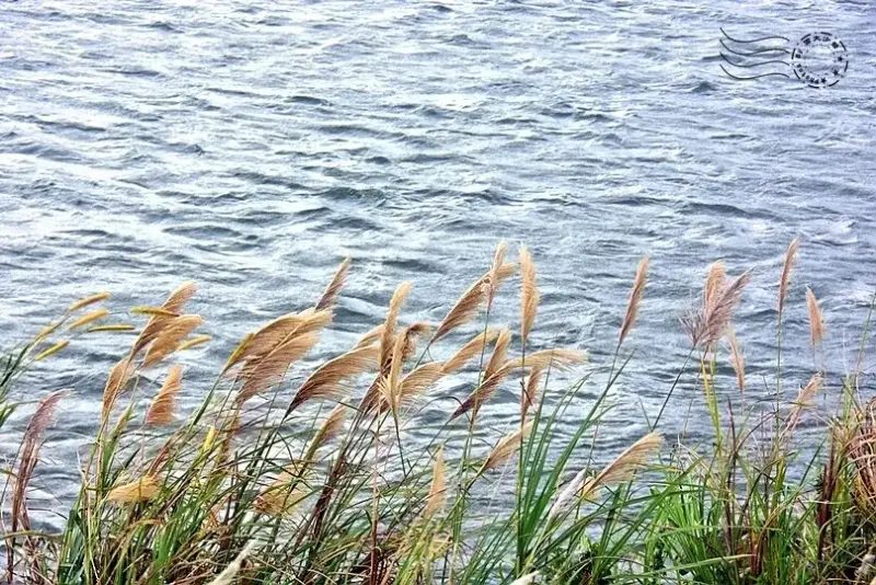台開心農場:太平洋