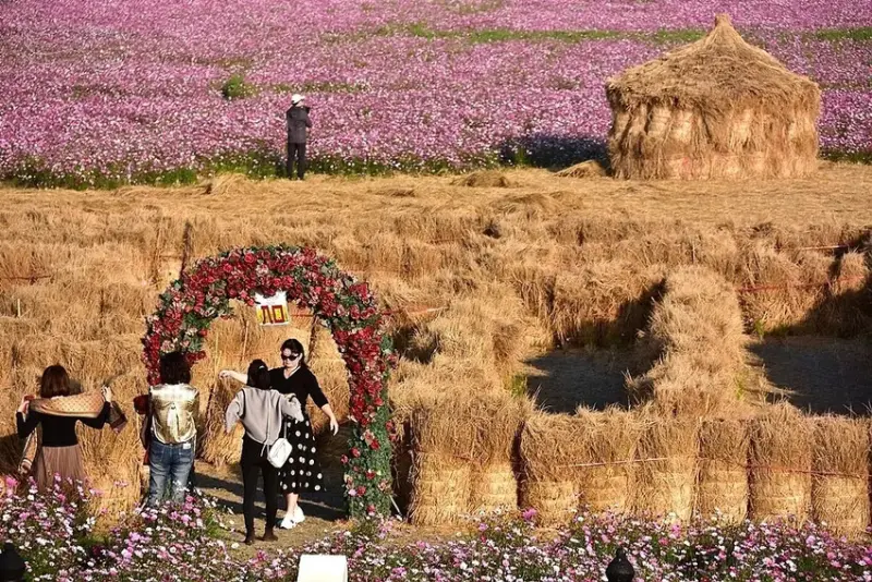 彰化田中【望高瞭花海季】稻草迷宮