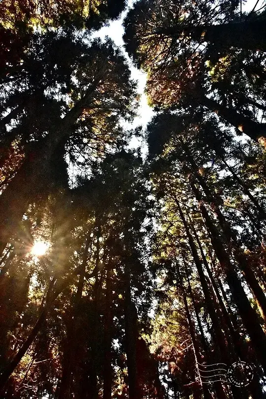 檜山巨木群步道