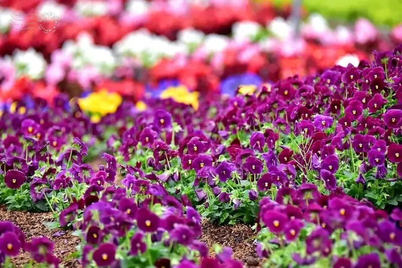 九族文化村:水沙連歐式宮廷花園