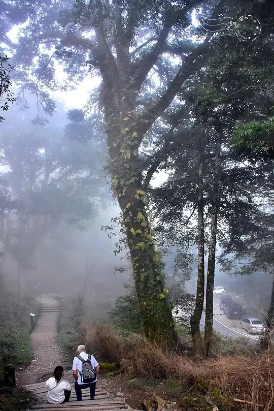 檜山巨木群步道