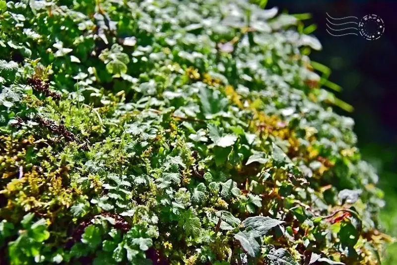 檜山巨木群步道